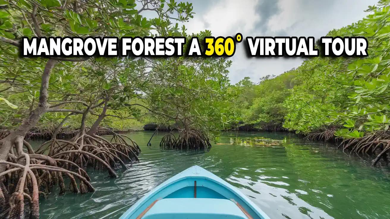 360 Virtual Tour: Discover the Magic of Hara Mangroves Like Never Before