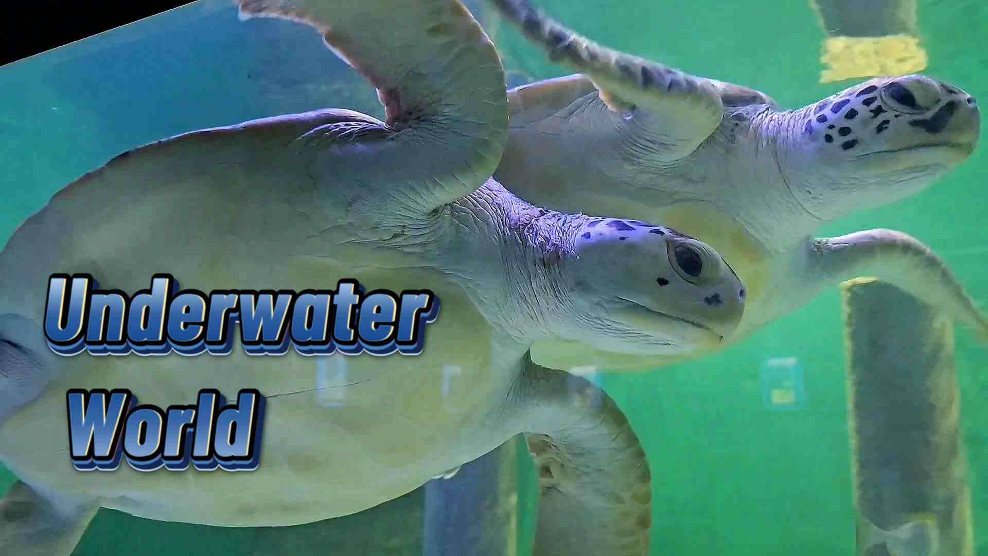 underwater world isfahan aquarium