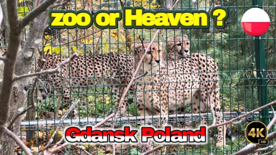 Unveil the Magic of Gdansk Zoo: A 4K UHD Heavenly Walk